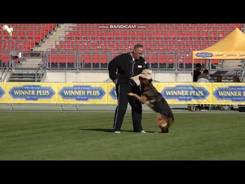 1126 Pit vom Frankenberger Land - TSB BSZS-2023