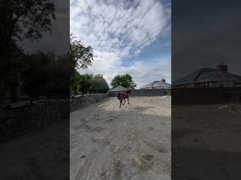 3 year old 15.2 future Small hunter - Image 2