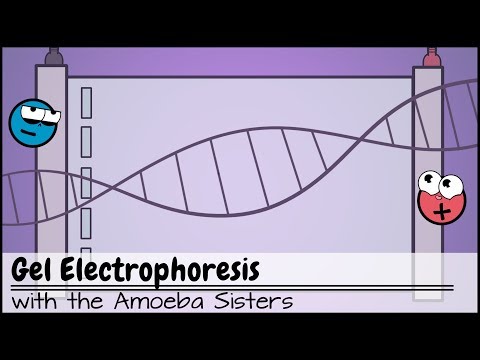 Gel Electrophoresis