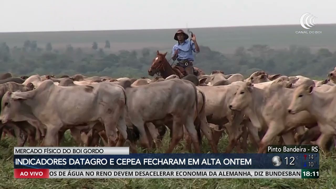 Boi gordo fecha semana com baixa liquidez e preços firmes