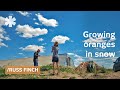 Nebraska retiree uses earths's heat to grow oranges in snow - Kirsten Dirksen Nebraska retiree uses earths's heat to grow oranges in snow