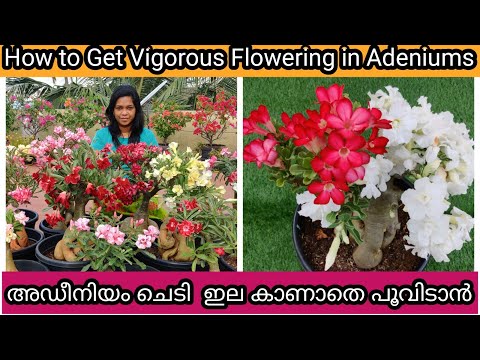 7 Secret Tips for 500% more Flowering in Adeniums | അഡീനിയം ചെടി ഒത്തിരി പൂവിടാൻ 7 ടിപ്സ്