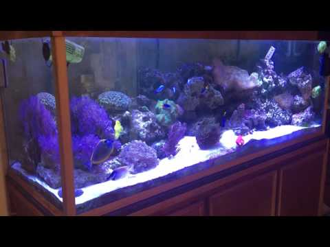 Velvet and white spot eradication with polyp-lab medic