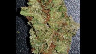 Pinetrak by Abatin Wellness
