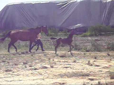 filly by Diatano Royal Dance