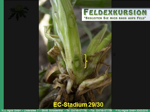 32. Feldexkursion: Einsatz von Wachstumsregler in Getreide - NU Agrar, 30.03.2016