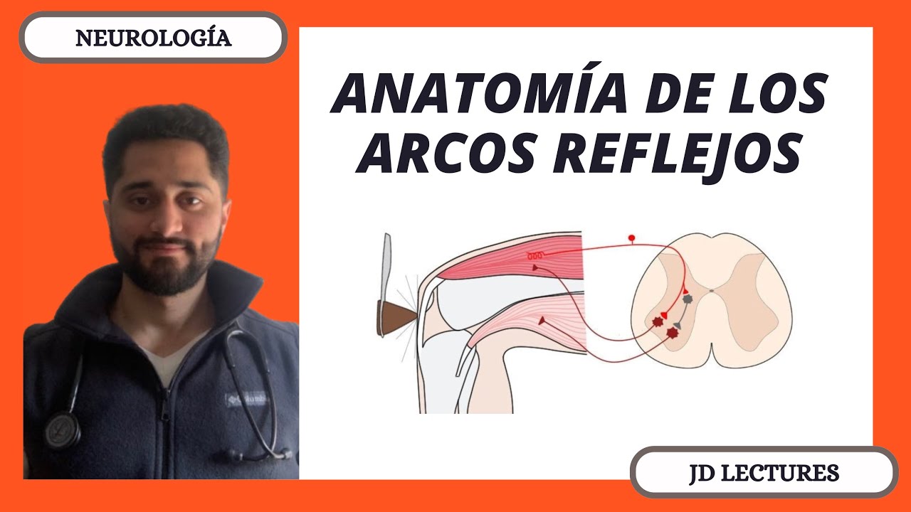 REFLEJOS ESPINALES | NEUROLOGÍA