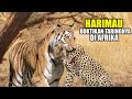 REALLY SCARY Tigers Released In Africa Kill Hundreds Of Animals Lion Cages Ravaged