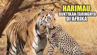 Download lagu REALLY SCARY!! Tigers Released in Africa Kill Hundreds of Animals, Lion Cages Ravaged mp3 Download lagu REALLY SCARY!! Tigers Released in Africa Kill Hundreds of Animals, Lion Cages Ravaged mp3