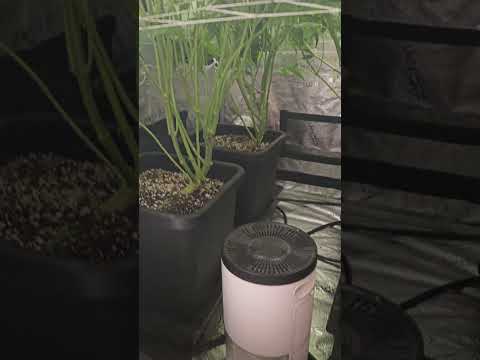 Cookies Gelato from Royal Queen Seeds