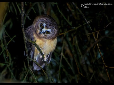 Unspotted saw-whet owl