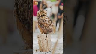 Eurasian Eagle Owl (Owl Perched On A Log)