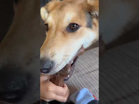 Dog biting bone #niku #doglover #dog #cutedog #animals #animalshorts #dogshorts #trendingshorts