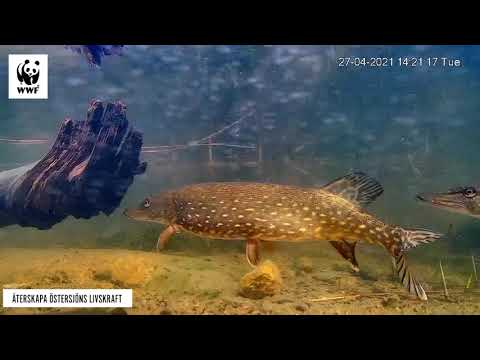 SE GÄDDA OCH ABBORRE - följ med under ytan vid en fiskvandringsväg!