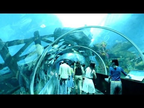 Uma janela para o oceano