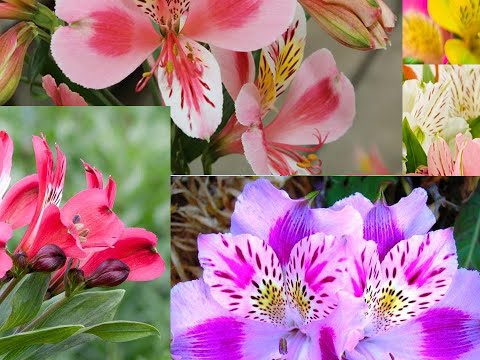 How to grow  alstroemeria? | How do you take care of Alstroemeria? | How to divide Peruvian lilies?