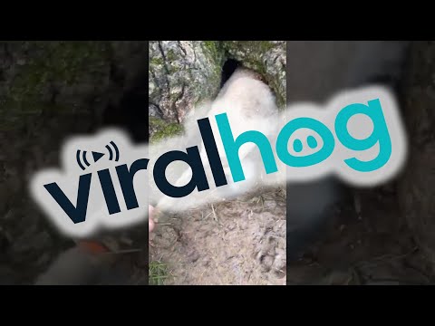 , title : 'Freeing a Lamb Stuck in a Tree || ViralHog'