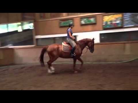 5jährige Holsteiner Stute Abby