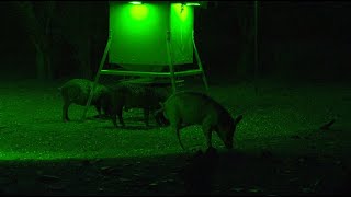 Back to Basics, incredible proven tactics for hunting big hogs at night with light