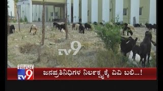 Cattles Attend Gadag Veternary College over Officials Negligence