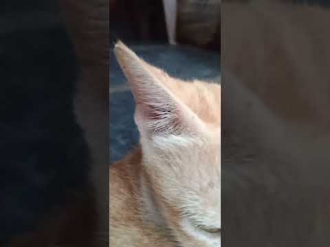 #powerhouse co co coolie powerhouse #cat #rajinikanth