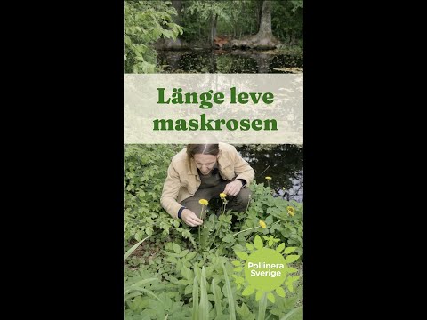 Long live the dandelion - Gardenhacks by GardenR