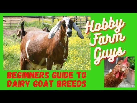 , title : 'Beginners Guide to Dairy Goat Breeds'