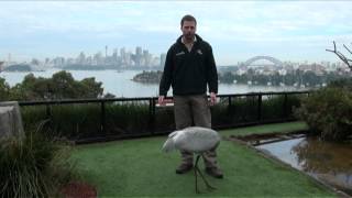 Billy the Brolga joins For The Wild
