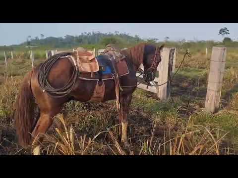 Domando o cavalo Trovão!       
