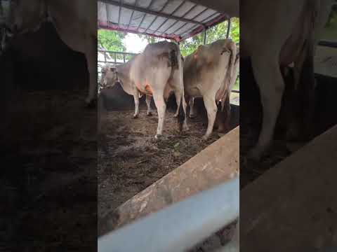 disponible en Sonsonate santo domingo de Guzmán WhatsApp 60632341