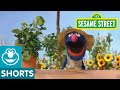 Sesame Street Grover Talks About Plants