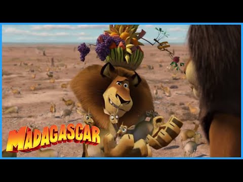 DreamWorks Madagascar | A Real Lion | Madagascar: Escape 2 Africa Movie Clip