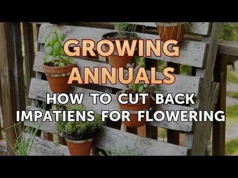 Laws on Growing Poppies