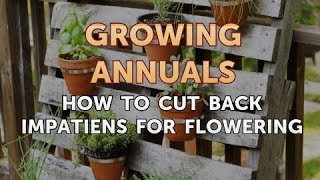 How to Cut Back Impatiens for Flowering