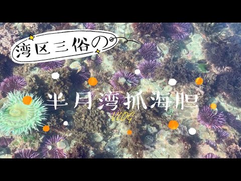 湾区三俗之在美国抓海胆多到挖不完？！海胆自由不是梦！