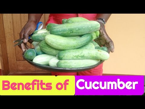 Benefits of supplementing my layer chicken feed with Cucumber/ Using Cucumber on a poultry farm