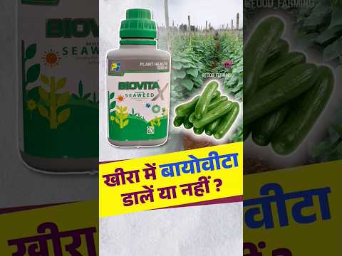 Biovita Fertilizer | #seaweed #agriculture #cucumber #farming #biovita #farmer