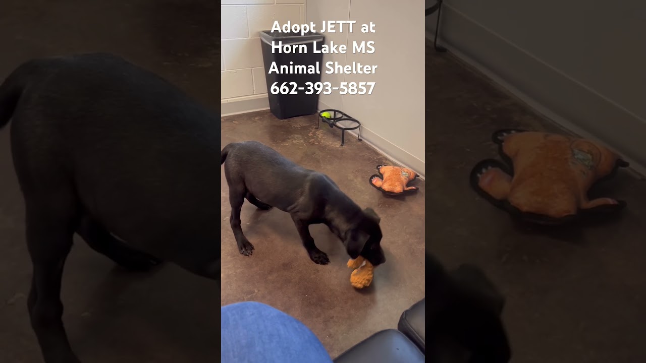 Enlarge Jett, a Adoptable mixed breed in Horn Lake, MS video 6/6