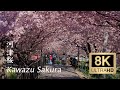 Kawazu Sakura (Cherry blossom) 2021 - Shizuoka - 河津 - 8K