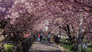 Kawazu Sakura (Cherry blossom) 2021 video preview