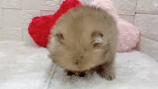 ポメラニアンの動画01