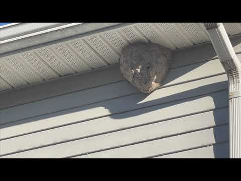 Bald-Faced Hornets Nesting on the Soffit in Basking Ridge, NJ