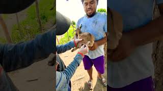 Download lagu how to administer iron dextran  to a newly born goat 1#shorts #trending #viral #asmr mp3
