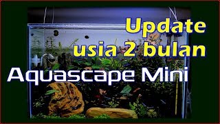 Update Mini Aquascape Cantik - Usia 60 hari