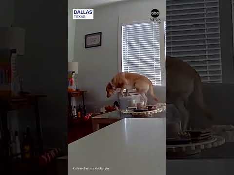Dog makes lucky escape before ceiling collapse