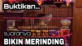 Download lagu SUARA PERKUTUT BANGKOK JUARA COCOK UNTUK PANCINGAN mp3