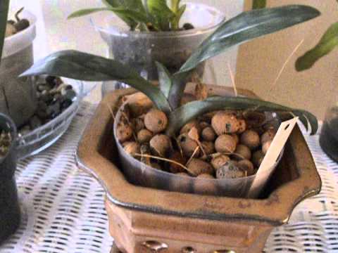 Repotted Lady Slipper Update 11th May 2013.