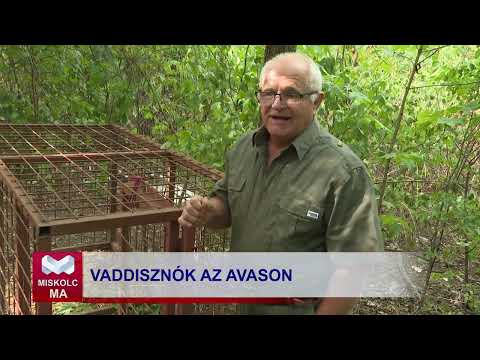 Videó előnézet