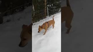 Simba in Brie – Video natečaj 2020 – Revija Moj Pes #Simba #Brie #MojPes