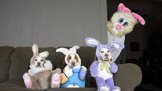 Funny Dogs vs Easter Bunny Prank: Funny Dogs Maymo, Penny, & Potpie by Maymo